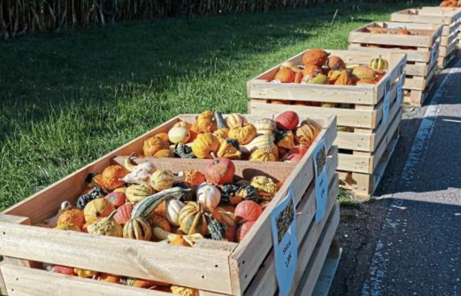 Jahreszeitenreigen am Straßenrand: Nach Spargel und Erdbeeren folgen Kürbisse. Foto: sr