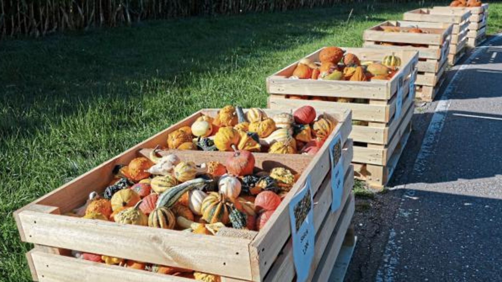Jahreszeitenreigen am Straßenrand: Nach Spargel und Erdbeeren folgen Kürbisse. Foto: sr
