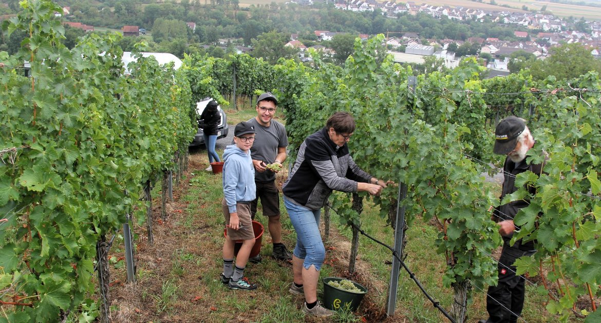 Start der Weinlese 2026 bei Kinzinger in Enzweihingen. Los geht es mit den Frühsorten, wie Sauvignon blanc. Wegen des angekündigten Regens musste es bei Michael Kinzinger und seiner Familie schnell gehen. Foto: Kauer Weinberg oberhalb des Kornberg-Panorama