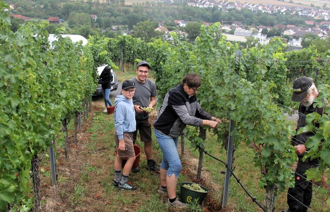 Es geht los: Die Familie Kinzinger (Mitte Michael Kinzinger) steht im Weinberg mit Blick über Enzweihingen. <span class='image-autor'>Fotos: Kauer</span>
