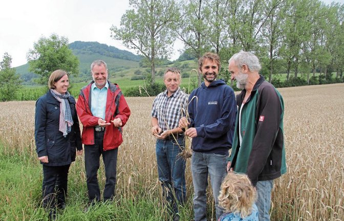 Sind insgesamt zufrieden mit der diesjährigen Ernte: Die Landwirtschaftsdezernentin des Enzkreises, Dr. Hilde Neidhardt, der Leiter des Kreislandwirtschaftsamtes, Jürgen Krepp, Bauernverbandskreisvorsitzender Ulrich Hauser, Klaus Dobler von der Störrmühle in Knittlingen und Landwirt Uwe Conradt mit Enkel Oskar (von links) begutachten den Weizen, der jetzt noch geerntet werden muss.  Foto: Banholzer