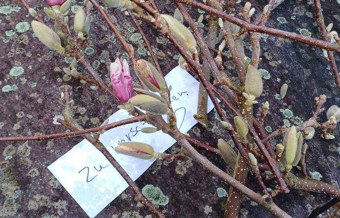 So eine nette Idee: Magnolienzweige vom Schnitt am 29. Februar werden hier verschenkt. Seit 1. März gilt laut Bundesnaturschutzgesetz wieder die Schonzeit für Gehölze außerhalb des Waldes, damit Tiere nicht beeinträchtigt werden. Schonende Form- und Pflegeschnitte bleiben erlaubt – natürlich mit Rücksicht auf brütende Vögel.  <span class='image-autor'>Foto: Rücker</span>