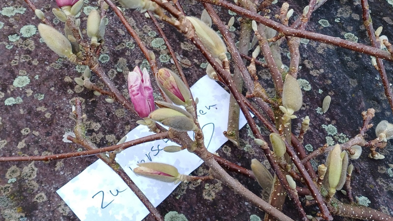 So eine nette Idee: Magnolienzweige vom Schnitt am 29. Februar werden hier verschenkt. Seit 1. März gilt laut Bundesnaturschutzgesetz wieder die Schonzeit für Gehölze außerhalb des Waldes, damit Tiere nicht beeinträchtigt werden. Schonende Form- und Pflegeschnitte bleiben erlaubt – natürlich mit Rücksicht auf brütende Vögel. Foto: Rücker So eine nette Idee: Magnolienzweige vom Schnitt am 29. Februar werden hier verschenkt. Seit 1. März gilt laut Bundesnaturschutzgesetz wieder die Schonzeit für Gehölze außerhalb des Waldes, damit Tiere nicht beeinträchtigt werden. Schonende Form- und Pflegeschnitte bleiben erlaubt – natürlich mit Rücksicht auf brütende Vögel. Foto: Rücker