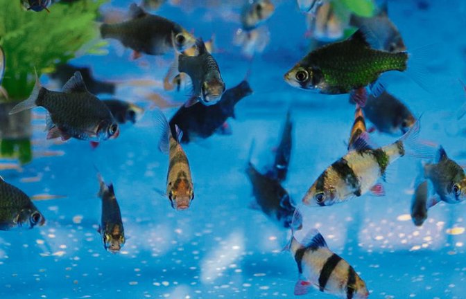 Farbenprächtige Szenerie mit den Zierfischen. Fotos: Bögel