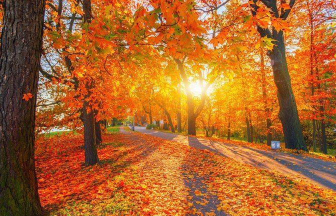Der Herbst zeigt sich gerade besonders mild.<span class='image-autor'>Foto: sun ok / shutterstock.com</span>