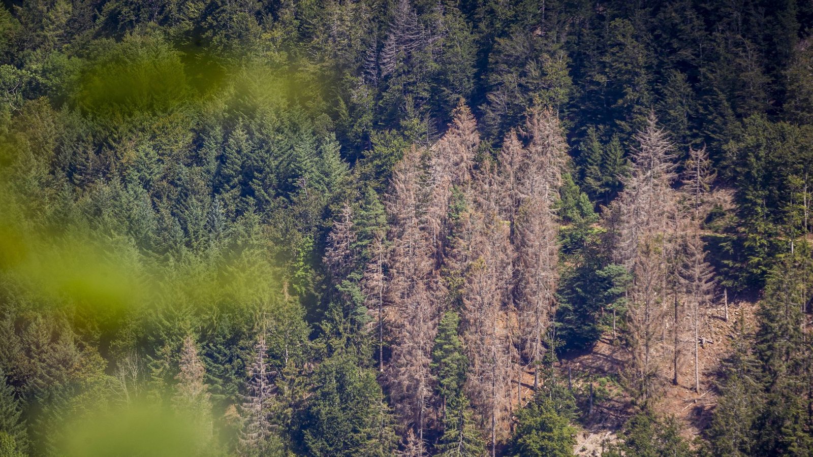 Der schlechte Zustand der Wälder auch in Baden-Württemberg wird auf den Klimawandel zurückgeführt.Foto: imago images / Jannis Große/Jannis Große Der schlechte Zustand der Wälder auch in Baden-Württemberg wird auf den Klimawandel zurückgeführt.Foto: imago images / Jannis Große/Jannis Große