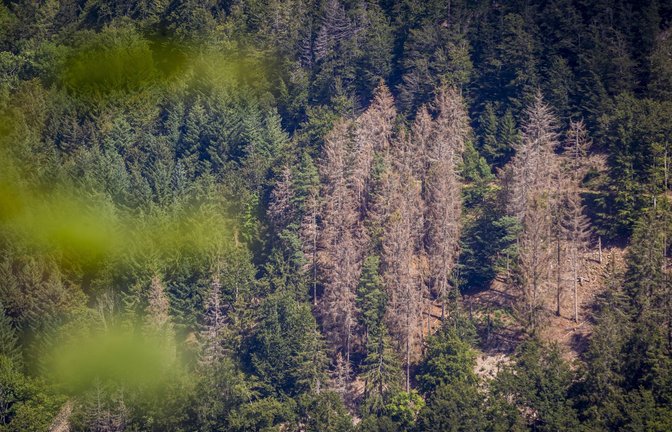 Der schlechte Zustand der Wälder auch in Baden-Württemberg wird auf den Klimawandel zurückgeführt.<span class='image-autor'>Foto: imago images / Jannis Große/Jannis Große</span>