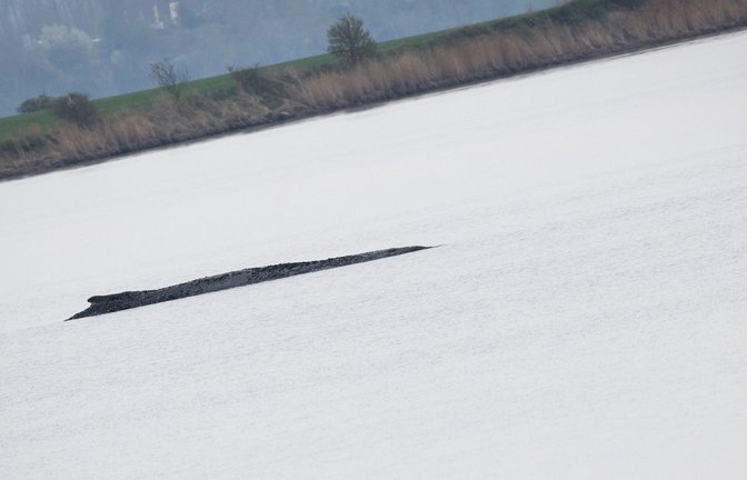 Wird der Wal nun doch gerettet?<span class='image-autor'>Foto: Philip Dulian/dpa/Philip Dulian</span>