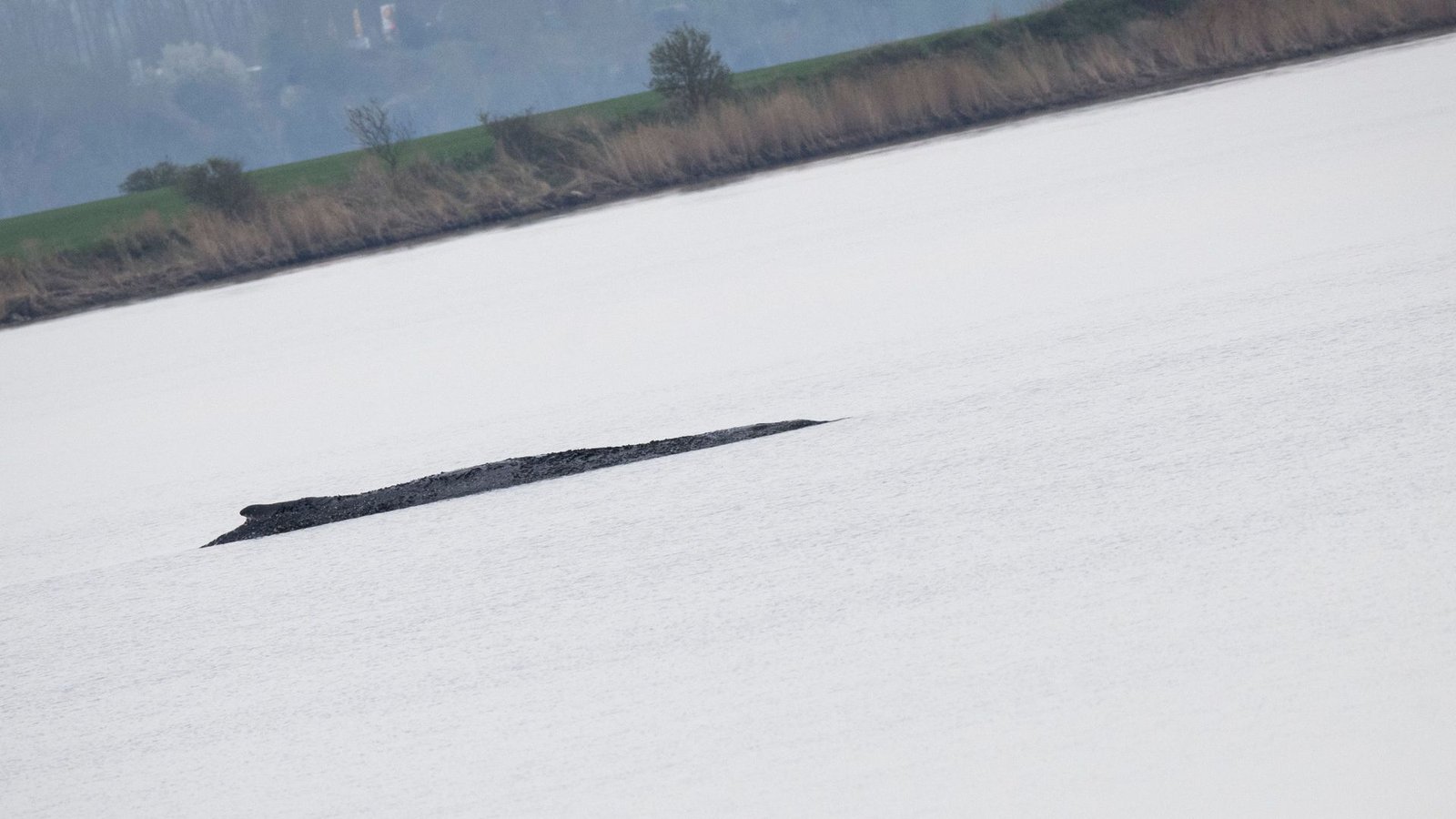 Wird der Wal nun doch gerettet?Foto: Philip Dulian/dpa/Philip Dulian