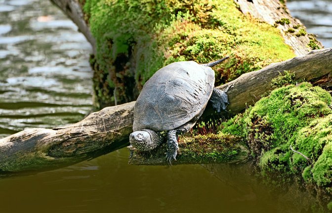 Wieder entdeckt: eine Europäische Sumpfschildkröte am Stuttgarter Pfaffensee<span class='image-autor'>Foto: /Christopher Paul</span>