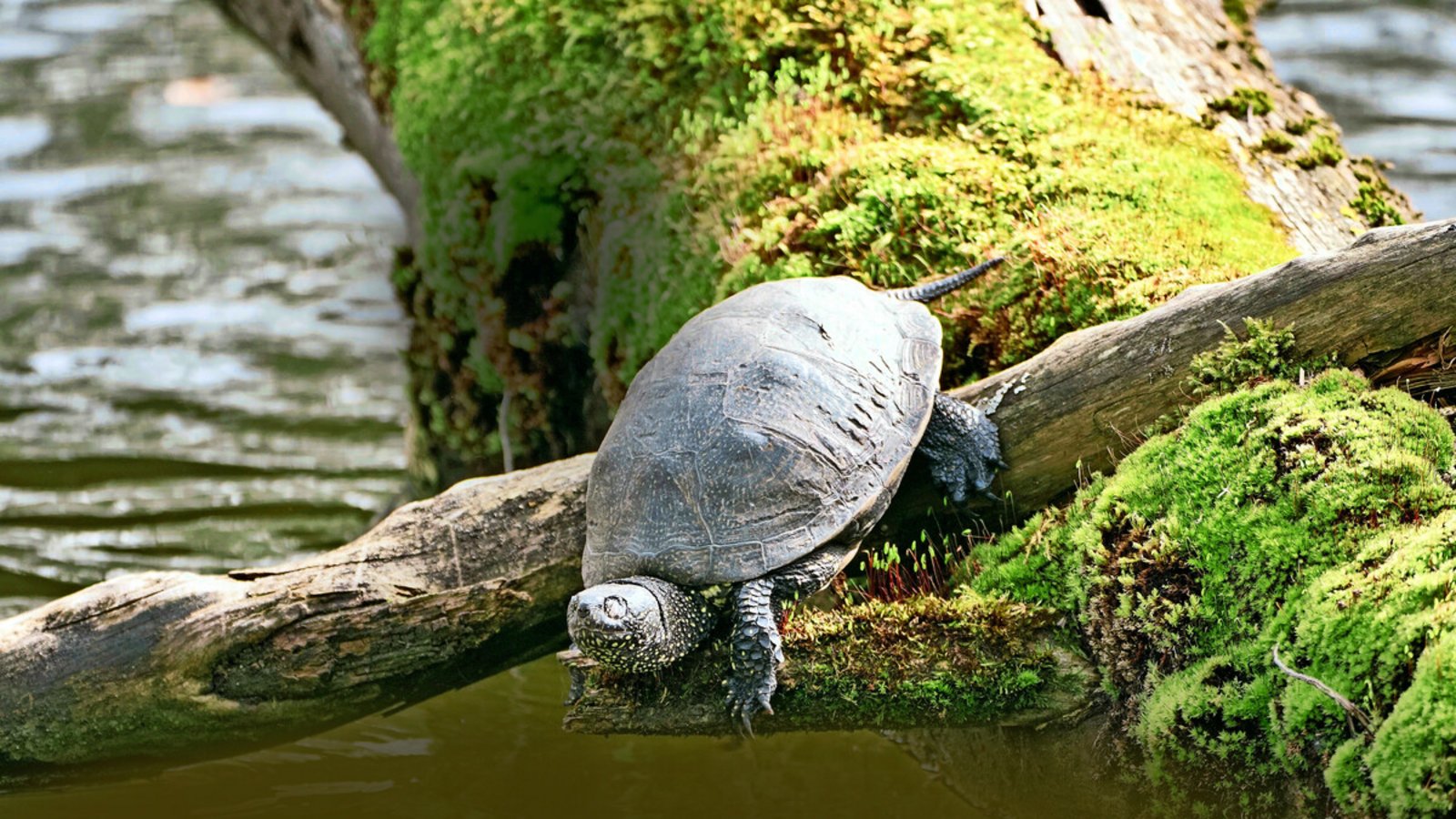 Wieder entdeckt: eine Europäische Sumpfschildkröte am Stuttgarter PfaffenseeFoto: /Christopher Paul Wieder entdeckt: eine Europäische Sumpfschildkröte am Stuttgarter PfaffenseeFoto: /Christopher Paul