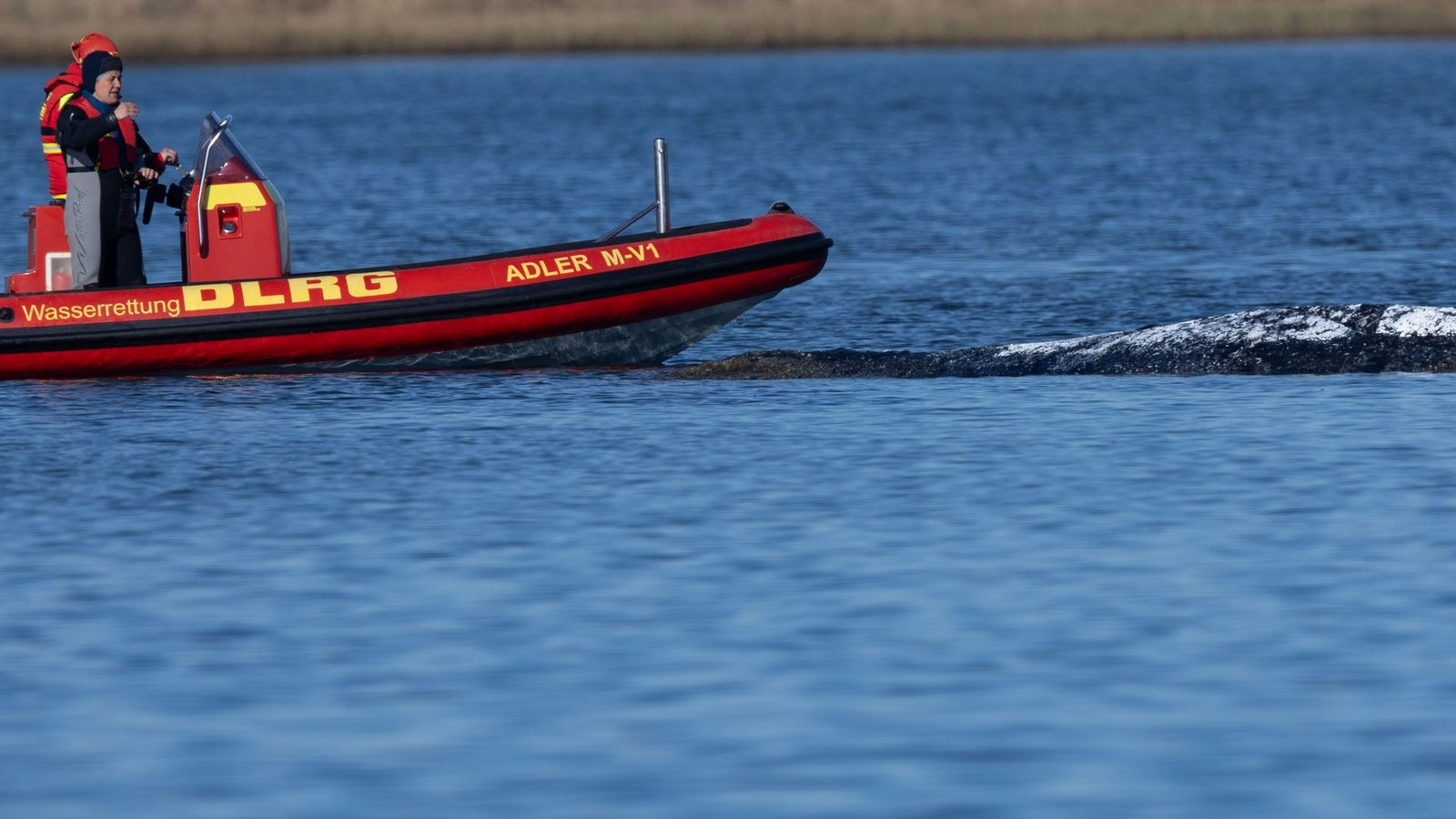 Der Meeressäuger liegt in einer freigespülten Mulde vor der Insel Poel.Foto: Jens Büttner/dpa