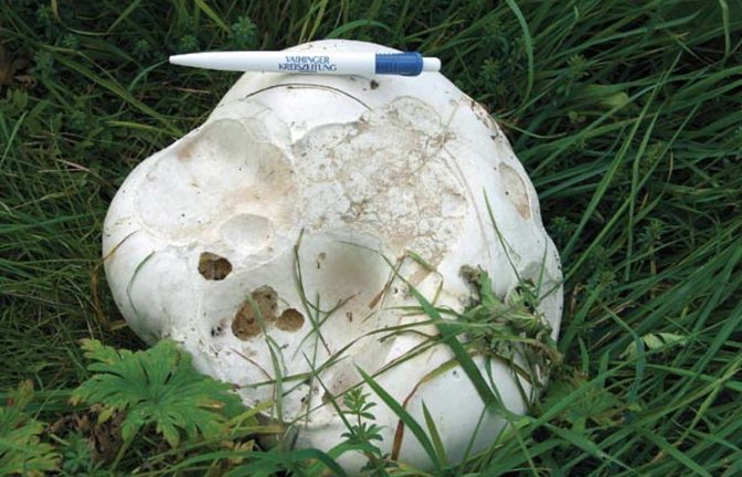 Was liegt da in der Wiese rum? Foto: Rücker