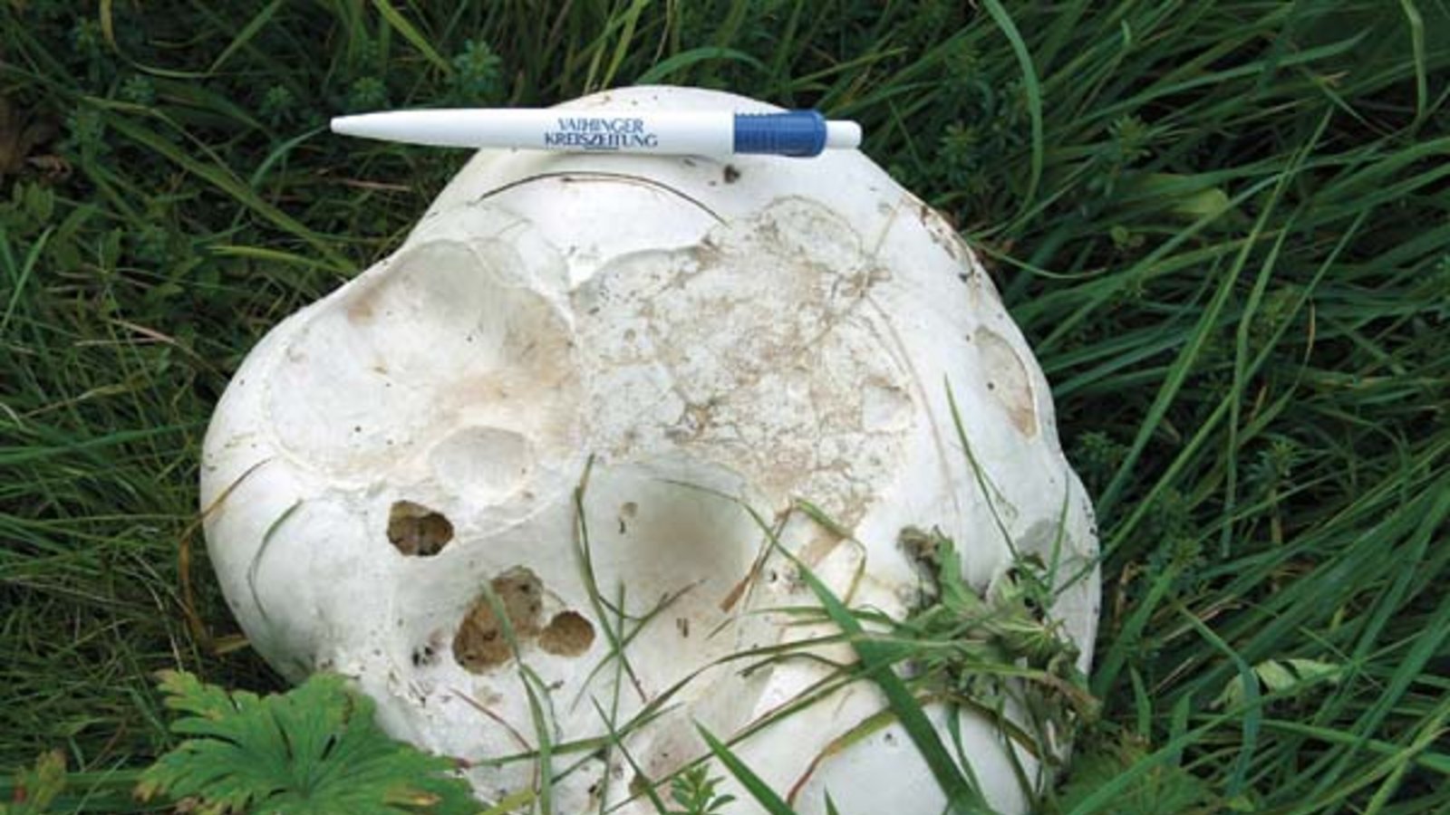 Was liegt da in der Wiese rum? Foto: Rücker