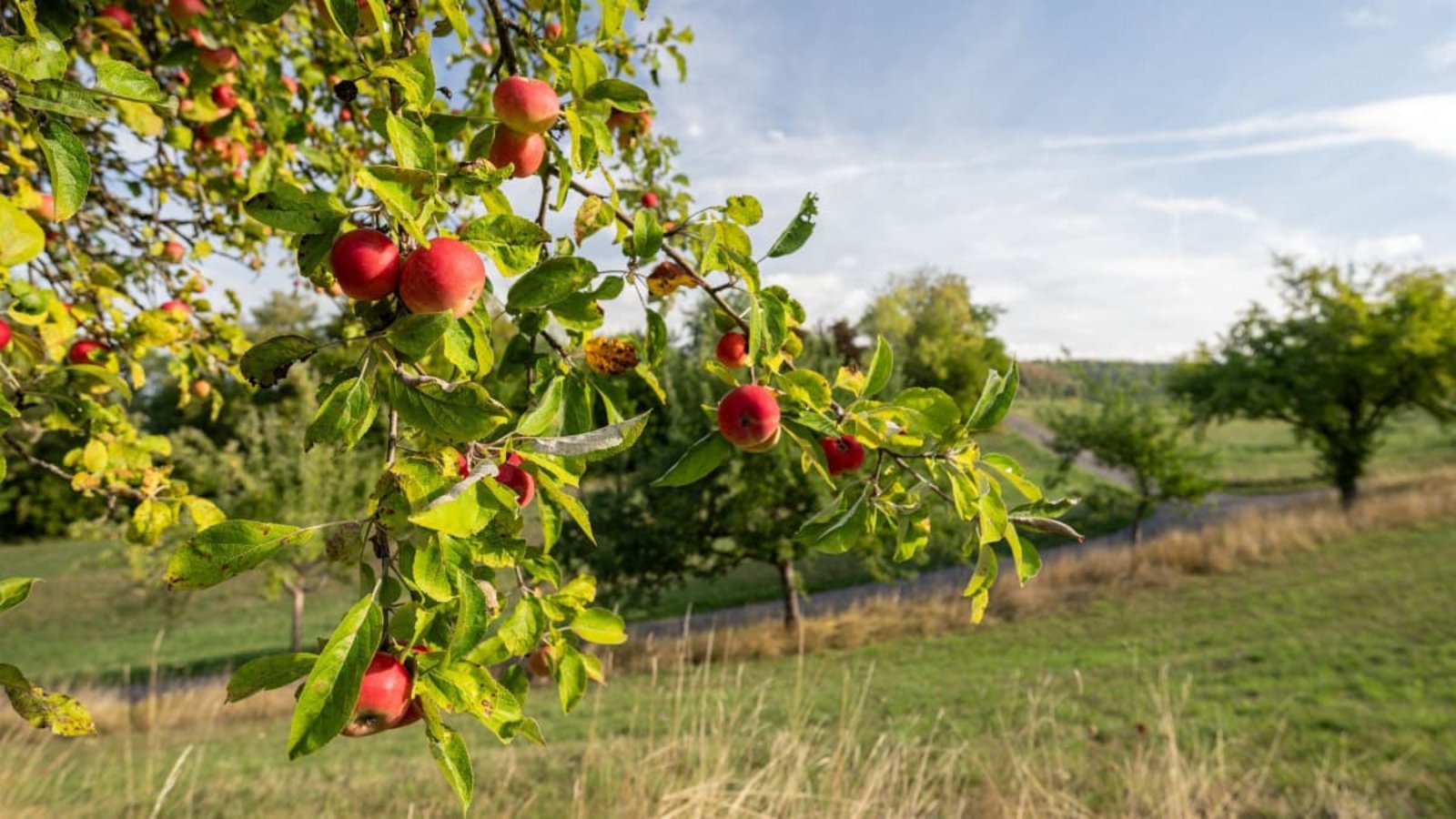 Äpfel hängen im Sonnenschein an einem Apfelbaum. Am 1. September ist meteorologischer Herbstanfang.Silas Stein/dpa Äpfel hängen im Sonnenschein an einem Apfelbaum. Am 1. September ist meteorologischer Herbstanfang.Silas Stein/dpa