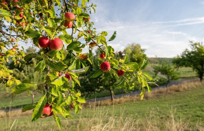 Äpfel hängen im Sonnenschein an einem Apfelbaum. Am 1. September ist meteorologischer Herbstanfang.<span class='image-autor'>Silas Stein/dpa</span>