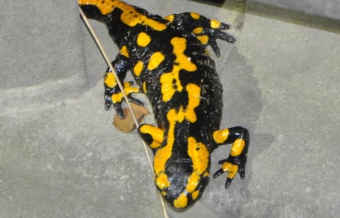 Die ehrenamtlichen Salamanderretter im Strudelbachtal haben bei den Wanderungen der Tiere ein Exemplar entdeckt, das die Leitplanke als Aussichtspunkt nutzt, um nach den Regenwürmern auf der nassen Straße und nach dem anderen Geschlecht Ausschau zu halten, berichtet Lurchi-Retterin Beate Milerski zu ihrem Foto.