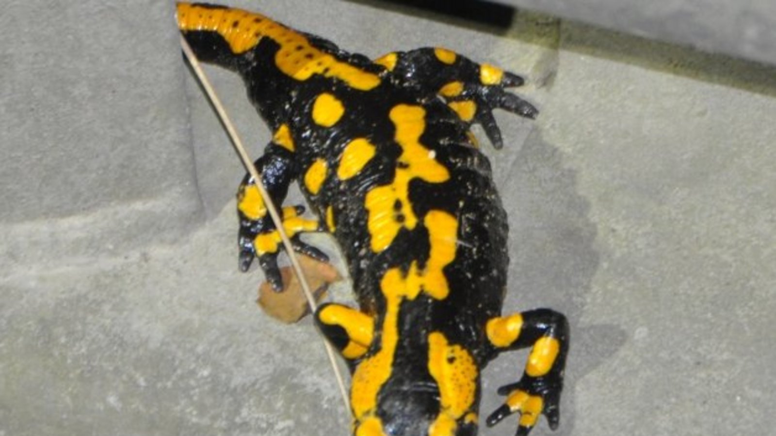 Die ehrenamtlichen Salamanderretter im Strudelbachtal haben bei den Wanderungen der Tiere ein Exemplar entdeckt, das die Leitplanke als Aussichtspunkt nutzt, um nach den Regenwürmern auf der nassen Straße und nach dem anderen Geschlecht Ausschau zu halten, berichtet Lurchi-Retterin Beate Milerski zu ihrem Foto. Die ehrenamtlichen Salamanderretter im Strudelbachtal haben bei den Wanderungen der Tiere ein Exemplar entdeckt, das die Leitplanke als Aussichtspunkt nutzt, um nach den Regenwürmern auf der nassen Straße und nach dem anderen Geschlecht Ausschau zu halten, berichtet Lurchi-Retterin Beate Milerski zu ihrem Foto.