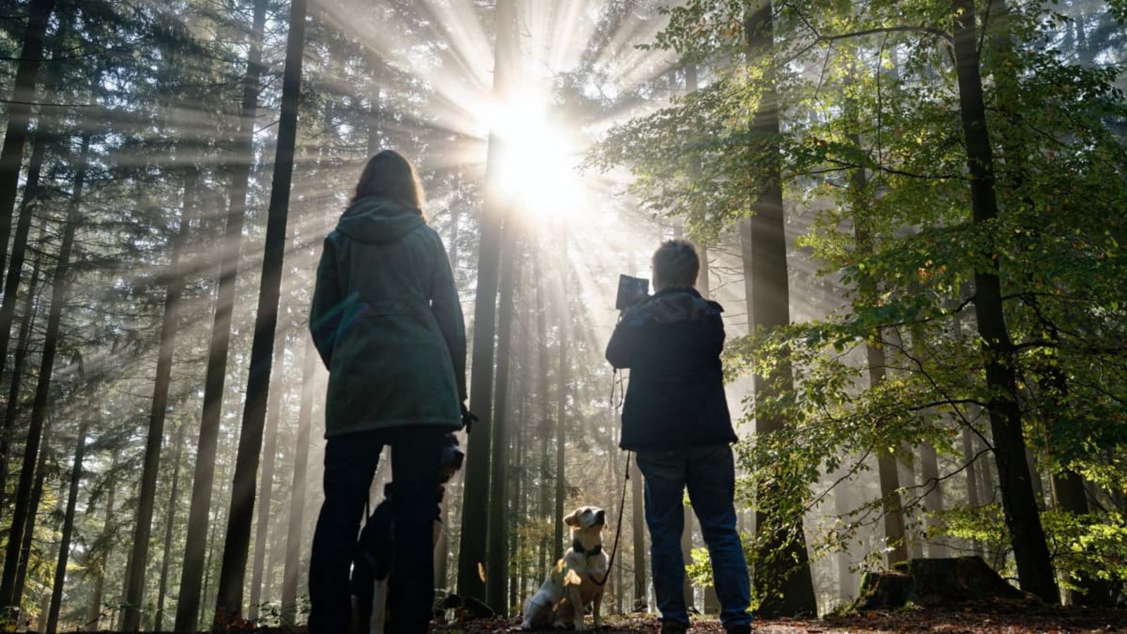 Die Sonne blinzelt durch die Bäume: Vor allem der Samstag eignet sich für Spaziergänge.Uwe Anspach/dpa Die Sonne blinzelt durch die Bäume: Vor allem der Samstag eignet sich für Spaziergänge.Uwe Anspach/dpa