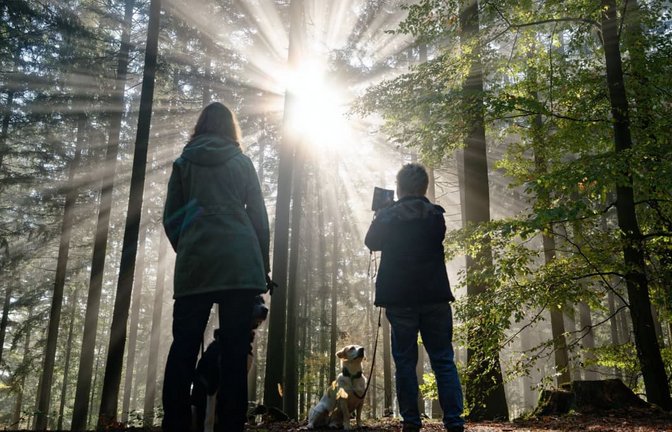 Die Sonne blinzelt durch die Bäume: Vor allem der Samstag eignet sich für Spaziergänge.<span class='image-autor'>Uwe Anspach/dpa</span>