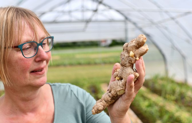 Birgit Rascher steht mit einer Ingwerknolle in einem Folientunnel-Gewächshaus der Bayerischen Landesanstalt für Weinbau und Gartenbau (LWG). Dort wird mit dem Anbau von Ingwer in Deutschland experimentiert.<span class='image-autor'>Foto: picture alliance/dpa/Matthias Merz</span>