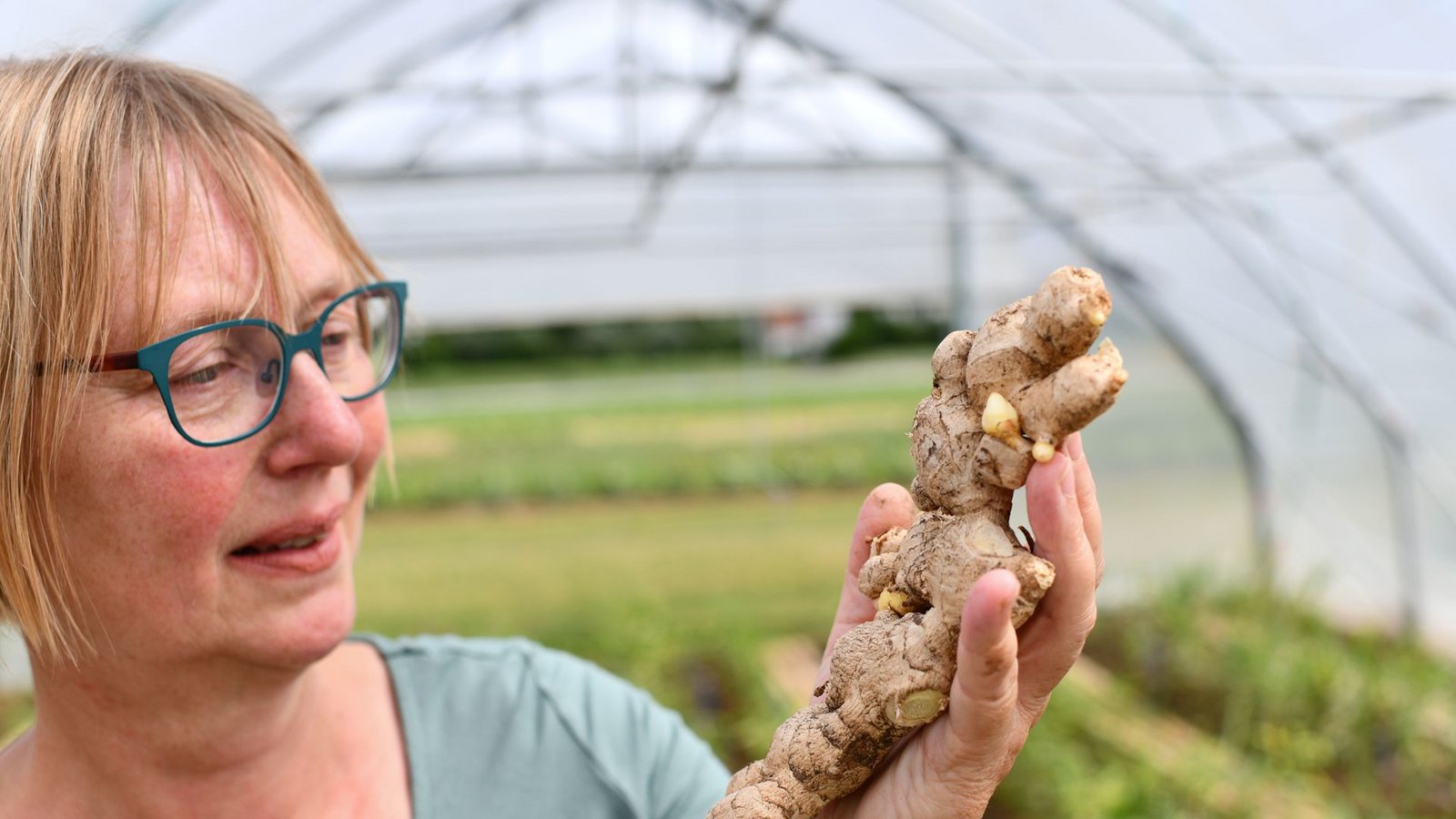 Birgit Rascher steht mit einer Ingwerknolle in einem Folientunnel-Gewächshaus der Bayerischen Landesanstalt für Weinbau und Gartenbau (LWG). Dort wird mit dem Anbau von Ingwer in Deutschland experimentiert.Foto: picture alliance/dpa/Matthias Merz