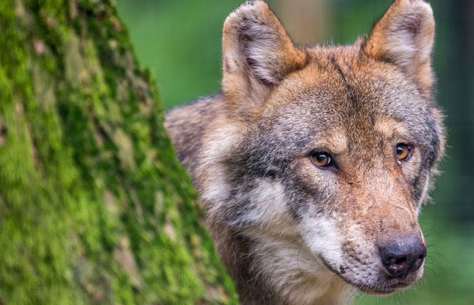 Der Wolf wird im Schwarzwald langsam wieder heimisch. Dieses Foto stammt aber aus einem Wildpark in Bayern.<span class='image-autor'>Foto: dpa/Lino Mirgeler</span>