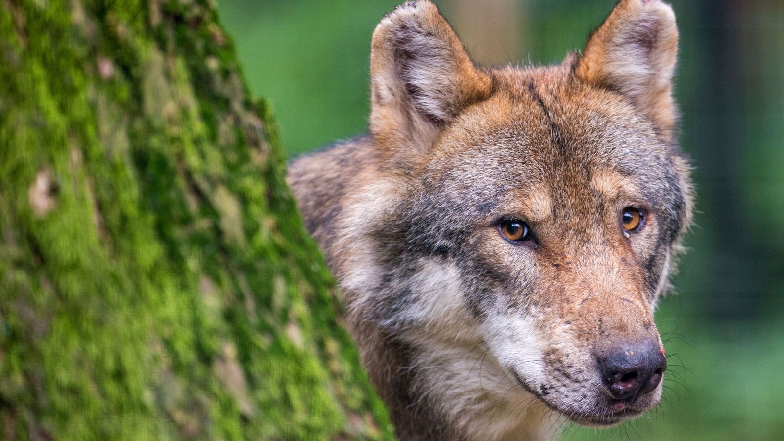 Der Wolf wird im Schwarzwald langsam wieder heimisch. Dieses Foto stammt aber aus einem Wildpark in Bayern.Foto: dpa/Lino Mirgeler