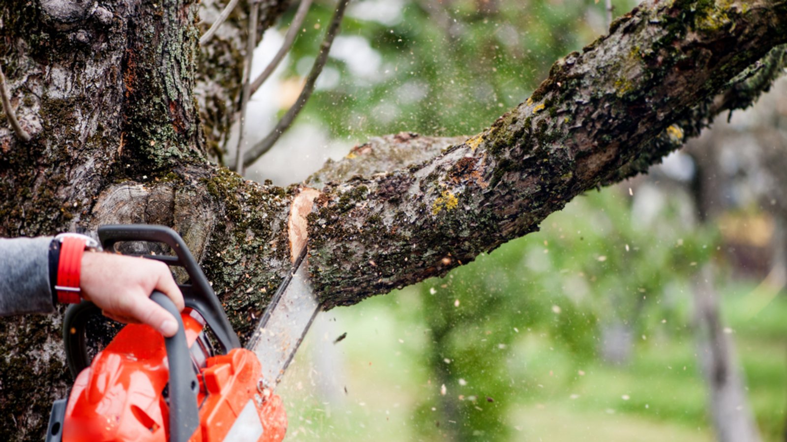 Achtung bei Baumarbeiten: Hier gibt es klare Vorschriften.Foto: bogdanhoda / shutterstock.com Achtung bei Baumarbeiten: Hier gibt es klare Vorschriften.Foto: bogdanhoda / shutterstock.com