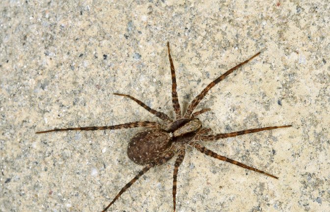 Wegen einer Spinne verlor wohl eine Frau die Kontrolle über ihren Wagen. (Symbolbild)<span class='image-autor'>Foto: IMAGO/blickwinkel//H. Bellmann/F. Hecker</span>