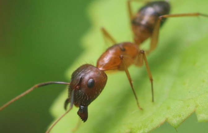 Ameisen sind soziale Insekten.<span class='image-autor'>Foto: Imago/Pond5 Images</span>