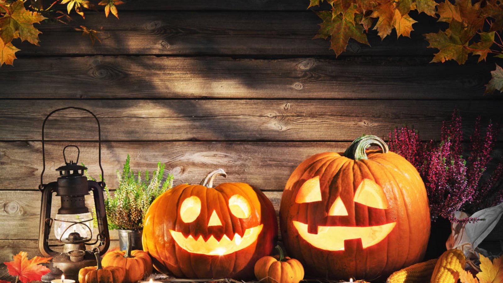 In diesem Artikel erfahren Sie wann der beste Zeitpunkt für Ihre Halloween-Deko ist. (kaufen + aufstellen)Foto: Alexander Raths / Shutterstock.com In diesem Artikel erfahren Sie wann der beste Zeitpunkt für Ihre Halloween-Deko ist. (kaufen + aufstellen)Foto: Alexander Raths / Shutterstock.com