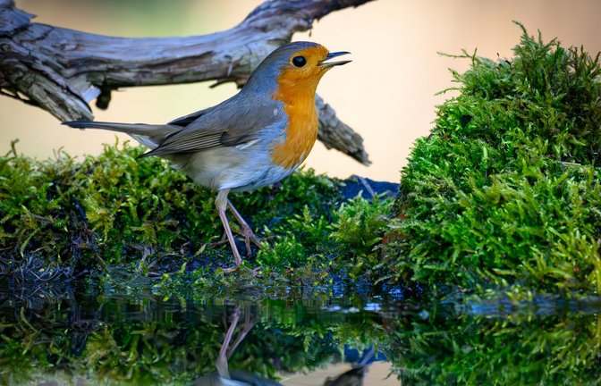 Der Gesang des Rotkehlchens ist eine Abfolge hoher Töne, die laut Nabu in einer perlenden Strophe enden. (Symbolbild)<span class='image-autor'>Foto: Patrick Pleul/dpa</span>