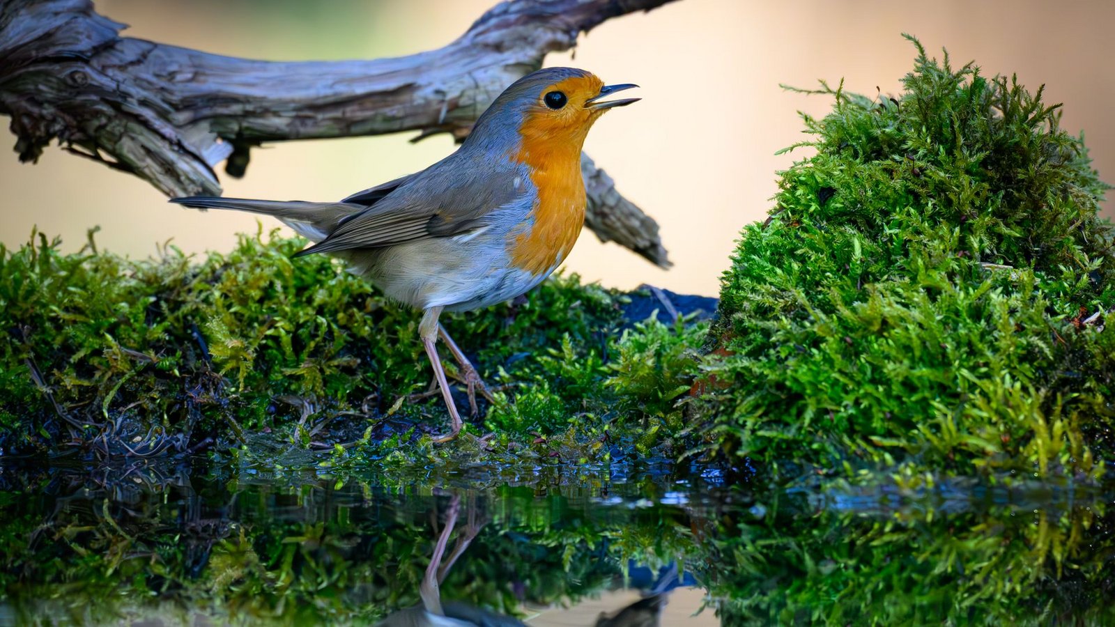 Der Gesang des Rotkehlchens ist eine Abfolge hoher Töne, die laut Nabu in einer perlenden Strophe enden. (Symbolbild)Foto: Patrick Pleul/dpa