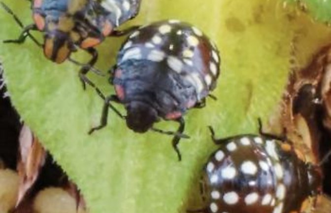 Grüne Reiswanze im dritten und vierten Nymphenstadium , rechts auf Vaihinger Tomaten. Fotos: p