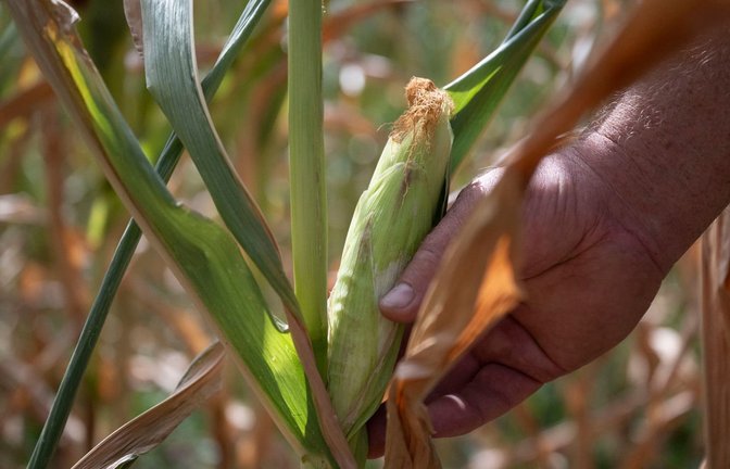 Auf manchen Bauernhöfen wird wegen der anhaltenden Trockenheit das Futter knapp. (Symbolbild)<span class='image-autor'>Marijan Murat/dpa</span>