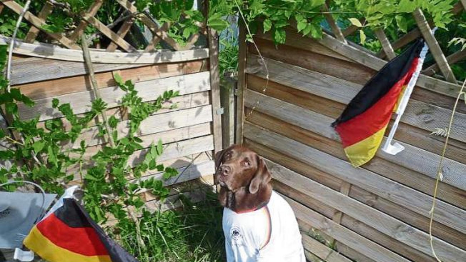Balou aus Ensingen fiebert der EM-Partie Deutschland gegen Frankreich heute Abend entgegen. „Und falls Manuel Neuer auch noch ausfällt, er hält den Ball auch sicher“, sagen Herrchen und Frauchen Josef und Susanne Ripp.