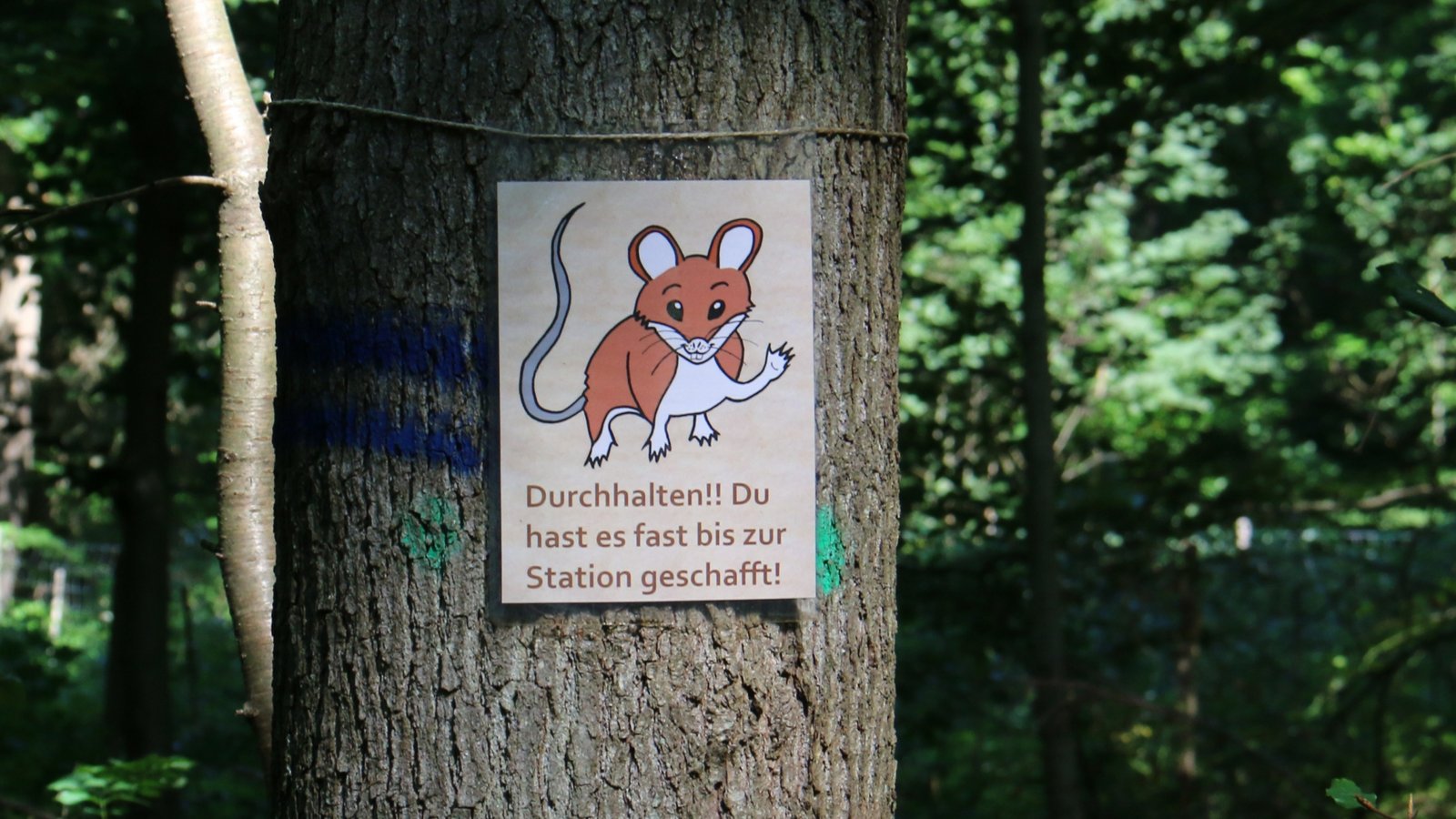 Startpunkt für den Wuselpfad ist im Ritterwald bei Heimerdingen. Archivfoto: VKZ/Rücker
