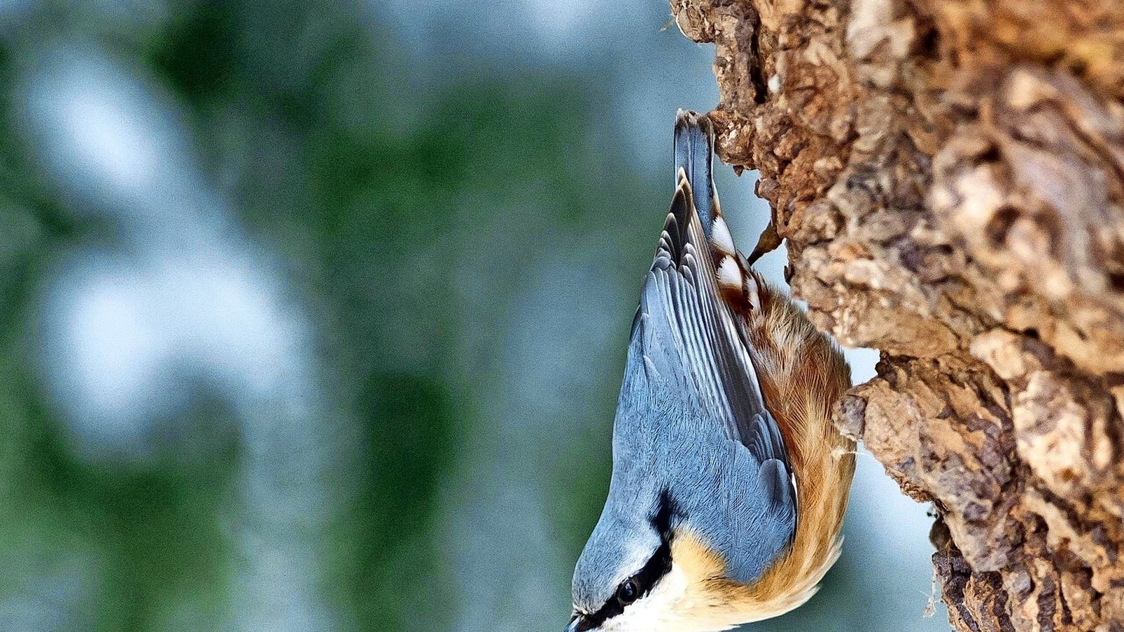 Kleiber (Sitta europaea).Foto: dpa Kleiber (Sitta europaea).Foto: dpa