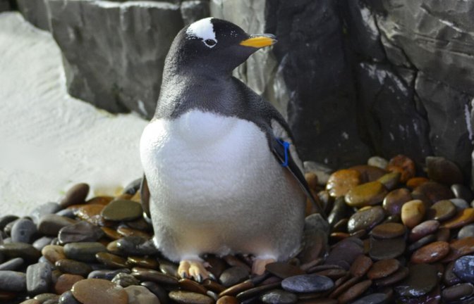 Ein Eselspinguin im Sea Life in Konstanz auf einem Nest aus Flusskieselsteinen. Das Großaquarium stellt alljährlich mehrere   Kilo davon bereit.<span class='image-autor'>Foto: &nbsp;</span>