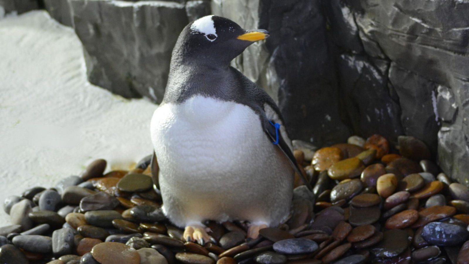 Ein Eselspinguin im Sea Life in Konstanz auf einem Nest aus Flusskieselsteinen. Das Großaquarium stellt alljährlich mehrere Kilo davon bereit.Foto: Ein Eselspinguin im Sea Life in Konstanz auf einem Nest aus Flusskieselsteinen. Das Großaquarium stellt alljährlich mehrere Kilo davon bereit.Foto: 