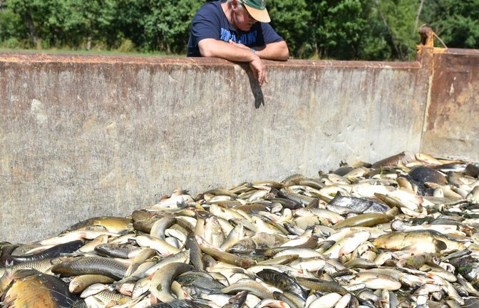 Rund 20 Tonnen an toten Fischen sind im August 2015 aus der Jagst gezogen worden.<span class='image-autor'>Foto: dpa</span>