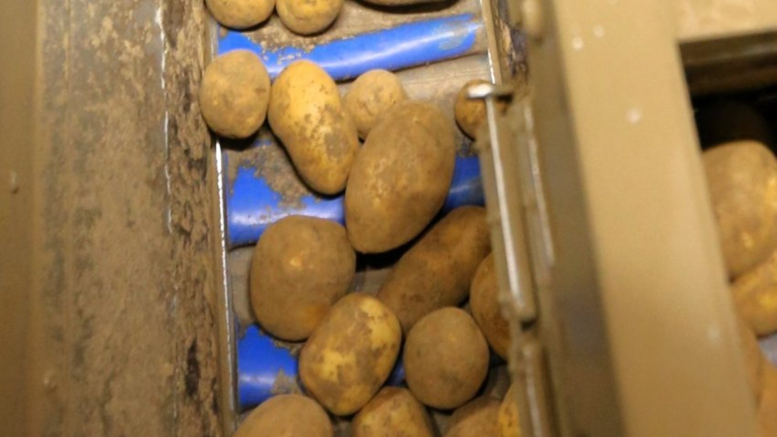 Kartoffeln nach der Ernte. Archivfoto: VKZ/rkü