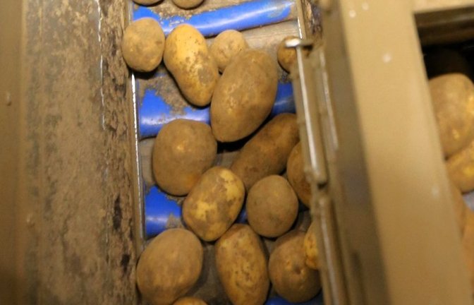 Kartoffeln nach der Ernte. Archivfoto: VKZ/rkü