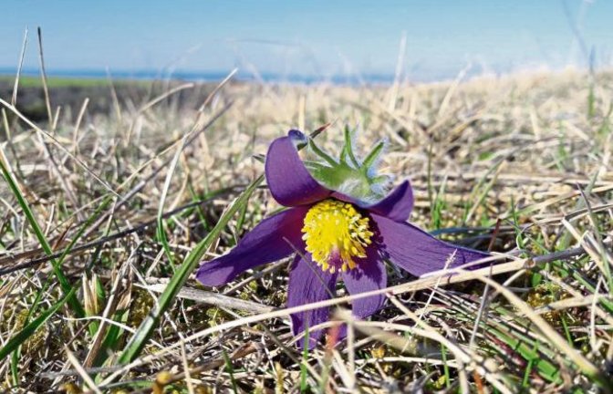 „Der Frühling ist im Anmarsch“, schreibt unser Leser Jochen Scharpf zu den Küchenschellen, die bei Riet anfangen zu blühen