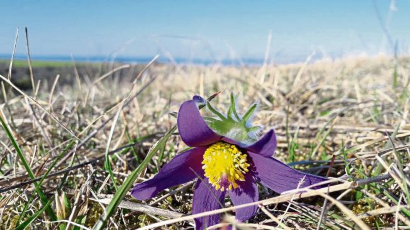 „Der Frühling ist im Anmarsch“, schreibt unser Leser Jochen Scharpf zu den Küchenschellen, die bei Riet anfangen zu blühen „Der Frühling ist im Anmarsch“, schreibt unser Leser Jochen Scharpf zu den Küchenschellen, die bei Riet anfangen zu blühen