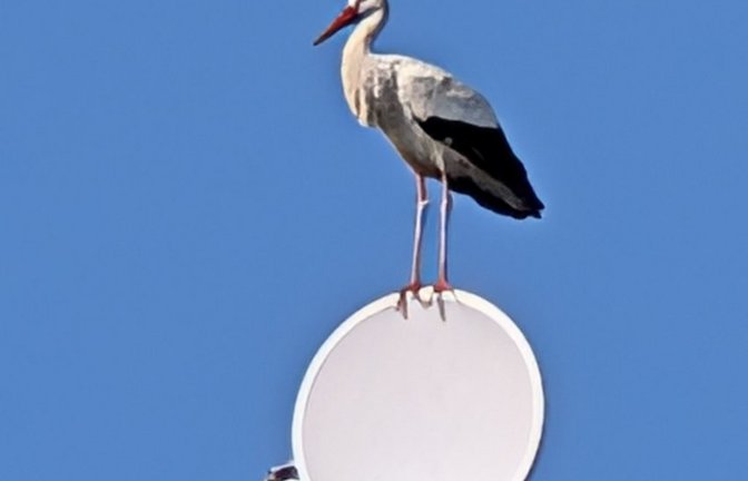 Storchen-Landeplatz Antenne am Wolfsberg in Vaihingen.  <span class='image-autor'>Foto: Zurmühlen</span>