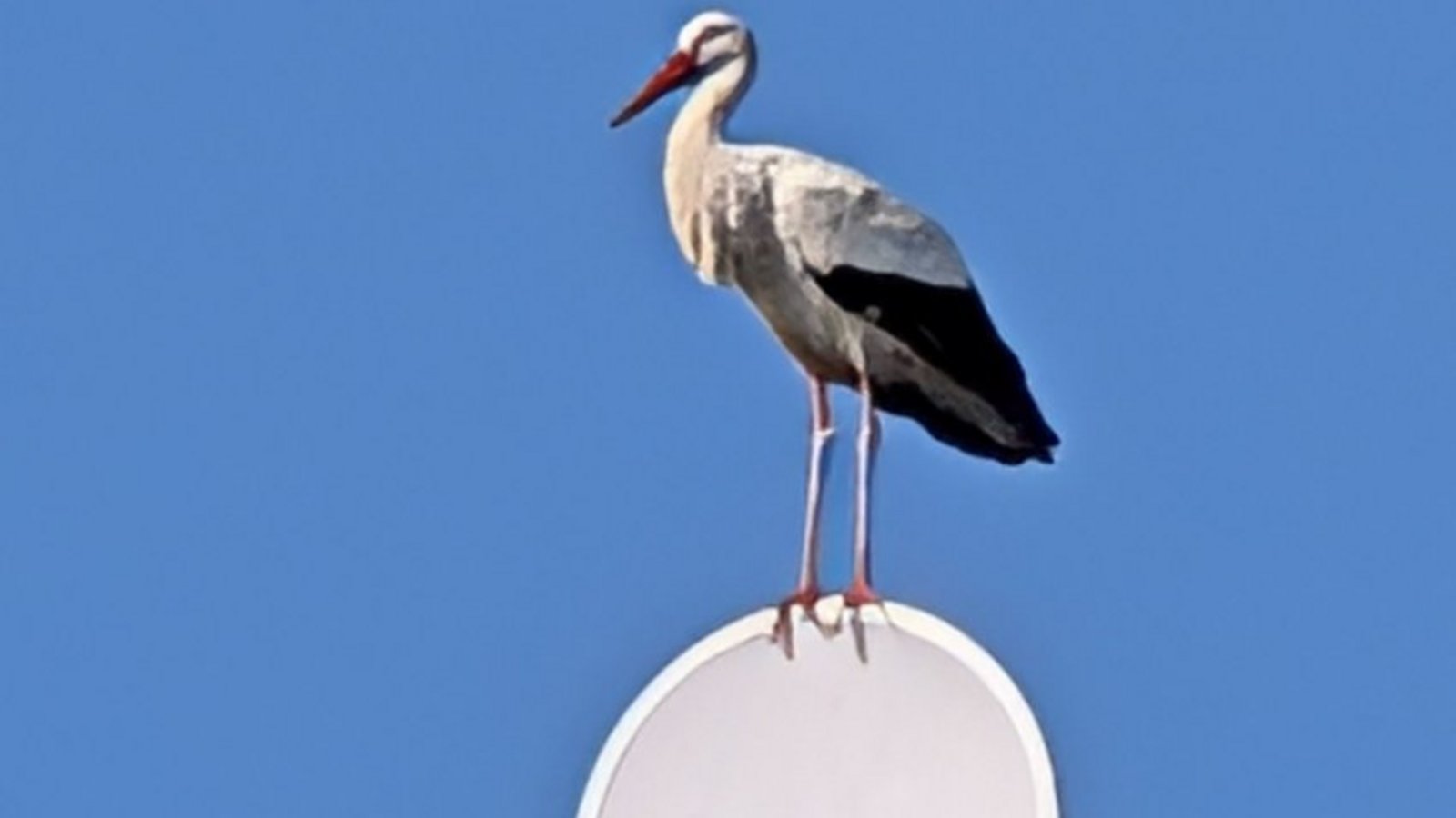 Storchen-Landeplatz Antenne am Wolfsberg in Vaihingen. Foto: Zurmühlen Storchen-Landeplatz Antenne am Wolfsberg in Vaihingen. Foto: Zurmühlen