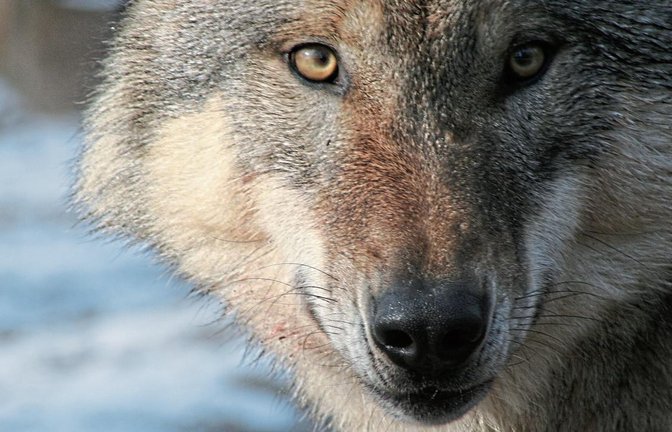 Ein Wolf ähnlich wie in dem Foto wurde bei Korntal-Münchingen in einem Video festgehalten. Ob dieses Tier auch in Sersheim gewesen ist, wird sich noch zeigen.  Foto: Felix Böcker
