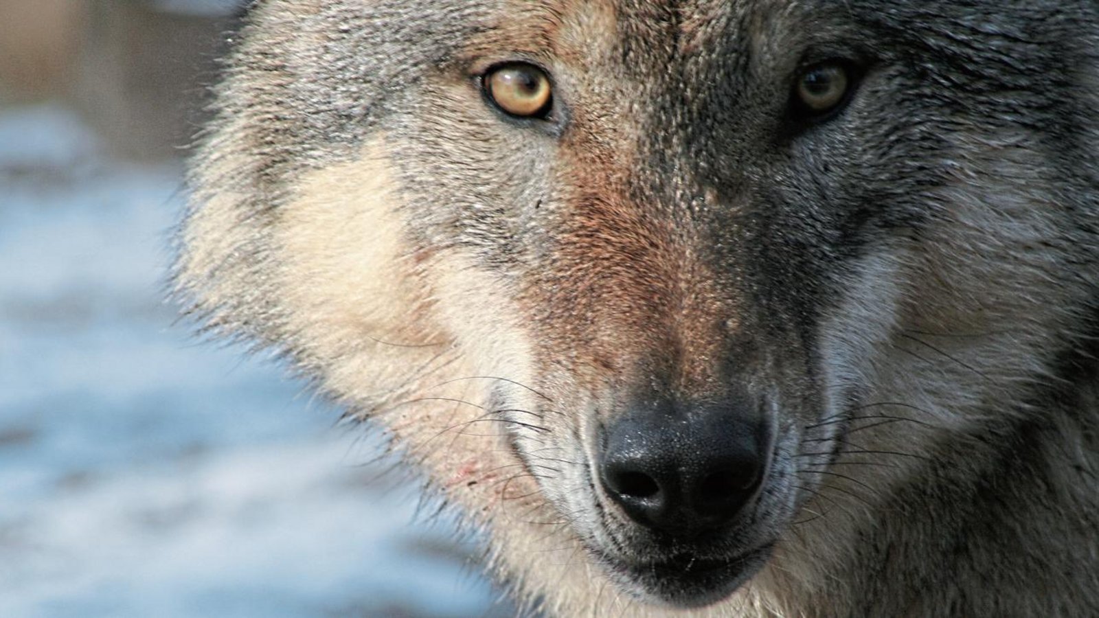 Ein Wolf ähnlich wie in dem Foto wurde bei Korntal-Münchingen in einem Video festgehalten. Ob dieses Tier auch in Sersheim gewesen ist, wird sich noch zeigen. Foto: Felix Böcker Ein Wolf ähnlich wie in dem Foto wurde bei Korntal-Münchingen in einem Video festgehalten. Ob dieses Tier auch in Sersheim gewesen ist, wird sich noch zeigen. Foto: Felix Böcker